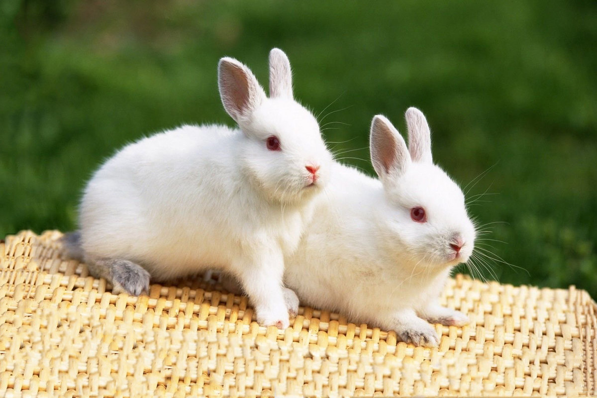 الدورة الشهرية عند الارانب