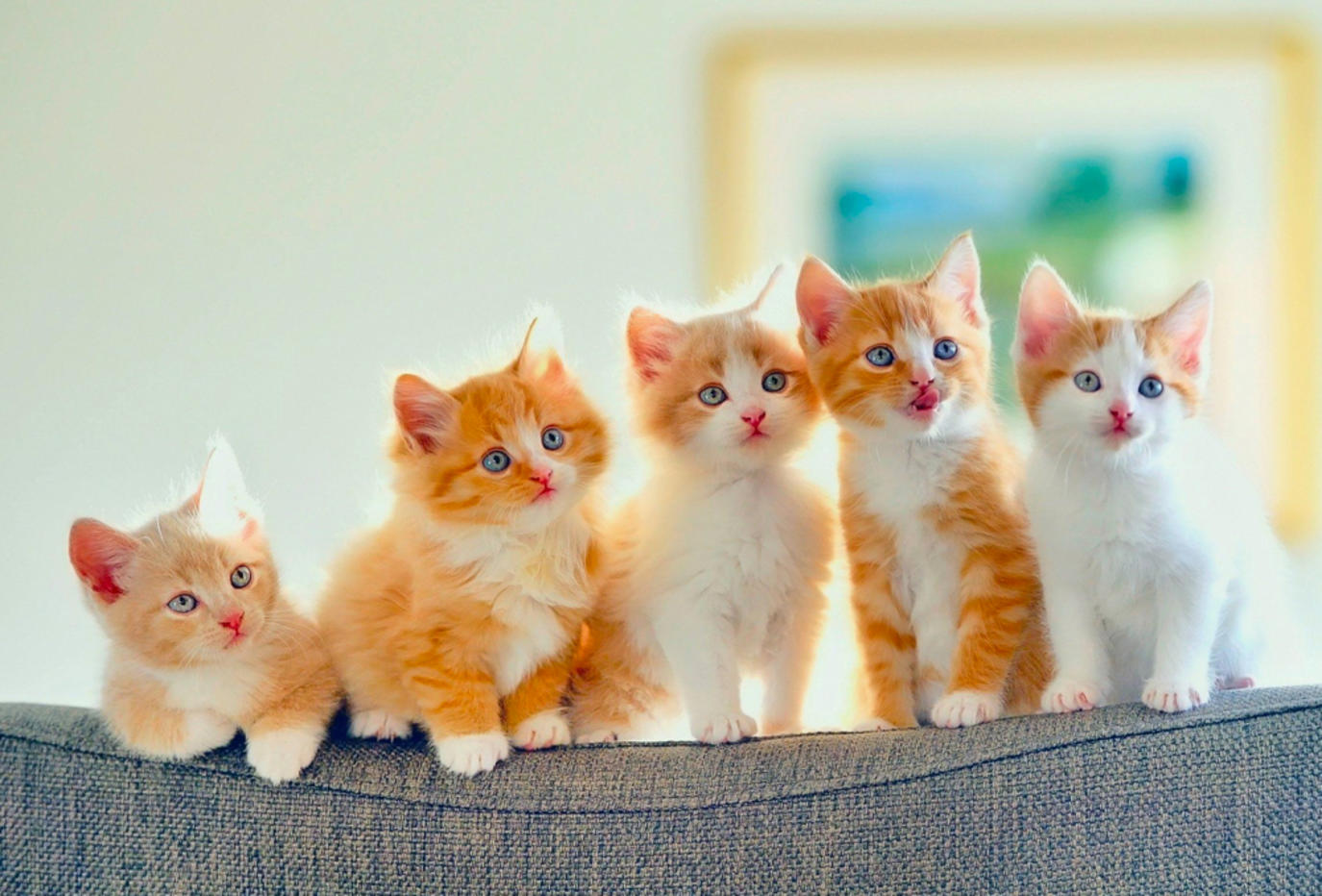 الدورة الشهرية عند القطط