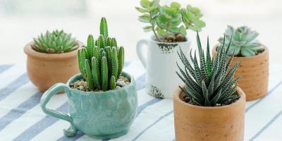 الصبّار لفقدان الوزن: الفوائد والآثار الجانبية