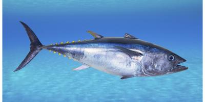 فوائد سمك التونة للشعر والبشرة