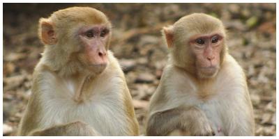 مهرجان للمثليين في جزر الكناري وراء انتشار فيروس جدري القرود.. حضره 80 الف شخص