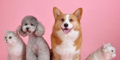 هذا ما يكشفه حيوانك الأليف عن شخصيتك