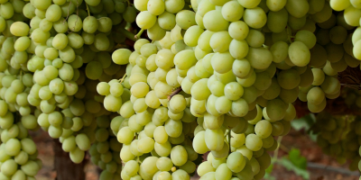 فوائد العنب الأخضر لمرضى السكري