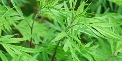 هل نبات الشيح يقي من سرطان القولون؟