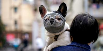 دراسة صادمة تكشف إمكانية إصابة الكلاب والقطط بكورونا من ملاكها