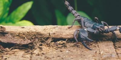 تفسير حلم العقرب الأسود في المنام