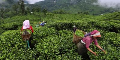 الشاي حول العالم: التاريخ والأصل