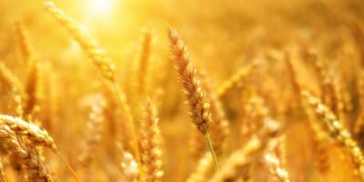 أطعمة تفاقم مشاكل الغدة الدرقية