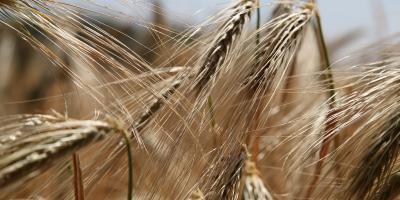 هذه الأعراض تخبرك أن لديك حساسية ضد الغلوتين