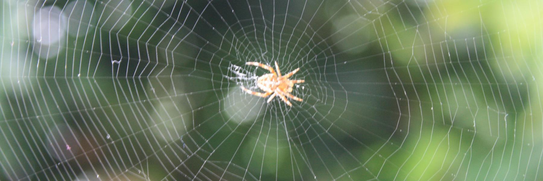 عدسات كاميرا مصنوعة من خيوط العنكبوت آمنة للاستخدام داخل الجسم البشري 