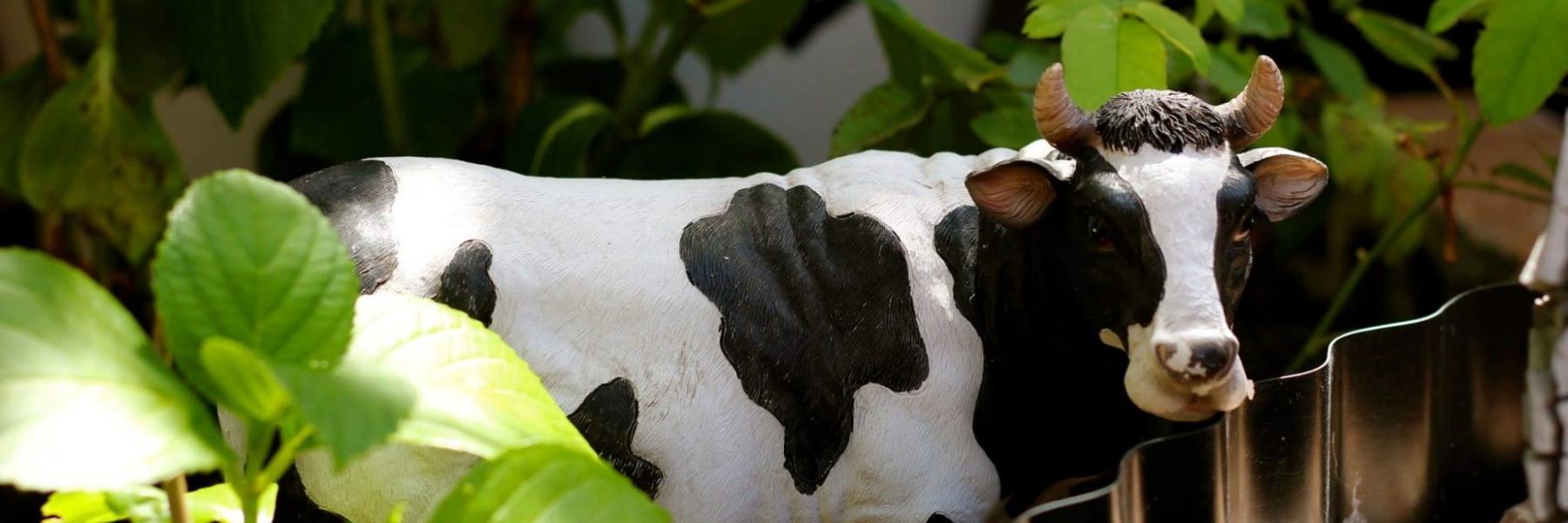 قبل فتحها للجمهور.. الأبقار تغزو حديقة "البيرة" بعد أشهر من الإغلاق (فيديو)