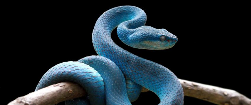 تفسير حلم الأفعى