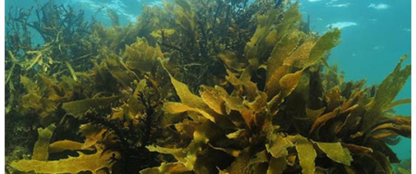 اعشاب بحرية