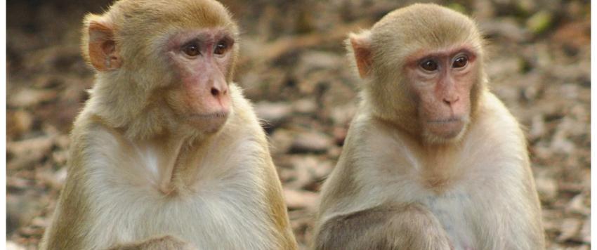 جدري القرود