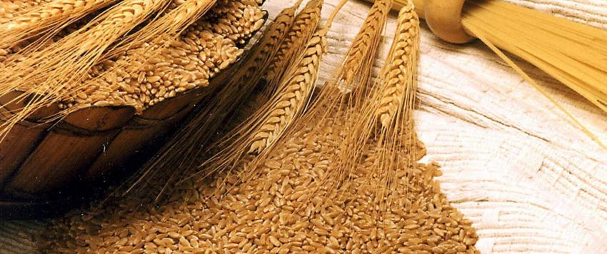 حبوب الجاودار