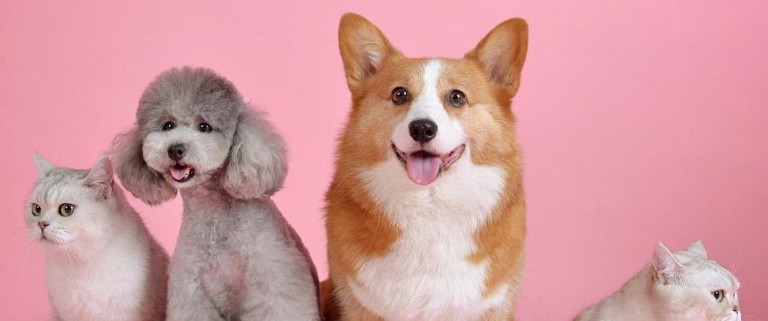 هذا ما يكشفه حيوانك الأليف عن شخصيتك