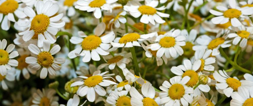 أهم الفوائد الصحية للبابونج