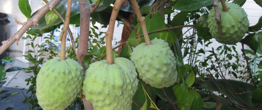 فاكهة القشطة