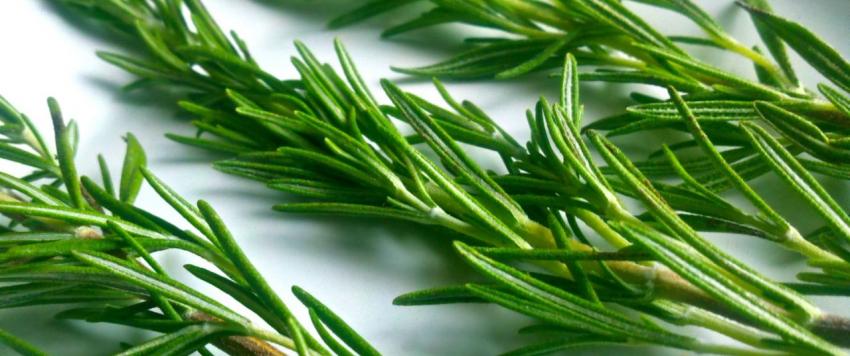 "يحفز نمو الشعر" .. 7 أسباب تدفعك إلى تضمين الروزماري في نظامك الغذائي