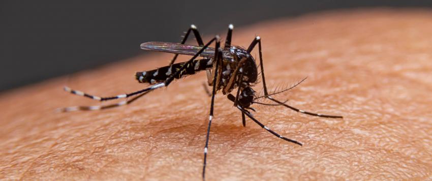 لدغة البعوض