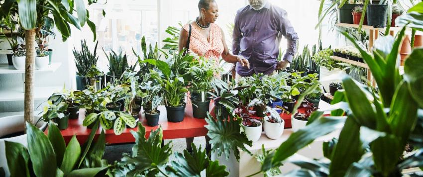 نباتات طاردة للحشرات