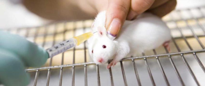 لماء ينجحون في انماء كبد مصغر في المعمل وزراعته في حيوانات التجارب