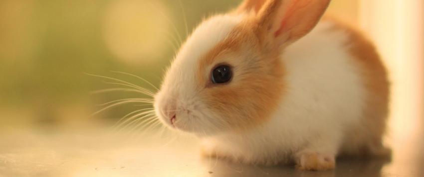 مرض الأرانب.. وباء جديد شديد العدوى ومميت يضرب أمريكا