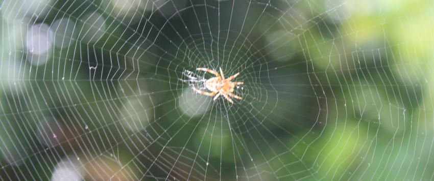 عدسات كاميرا مصنوعة من خيوط العنكبوت آمنة للاستخدام داخل الجسم البشري 