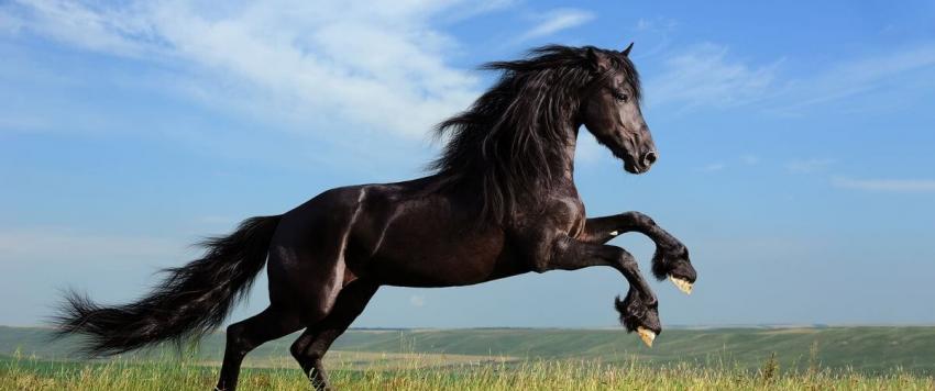 الحصان في الحلم