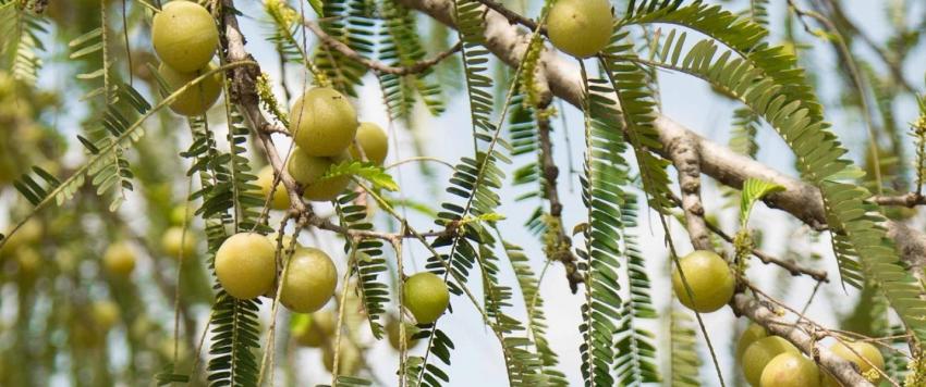 فوائد عصير الأملا..تعرفي عليها