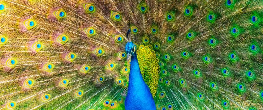 اكتشاف 20 سلالة حيوانية جديدة على جبل بوليفي معزول