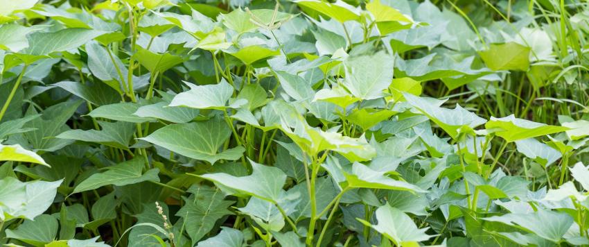 لأوراق البطاطا الحلوة فوائد صحية عليكِ معرفتها