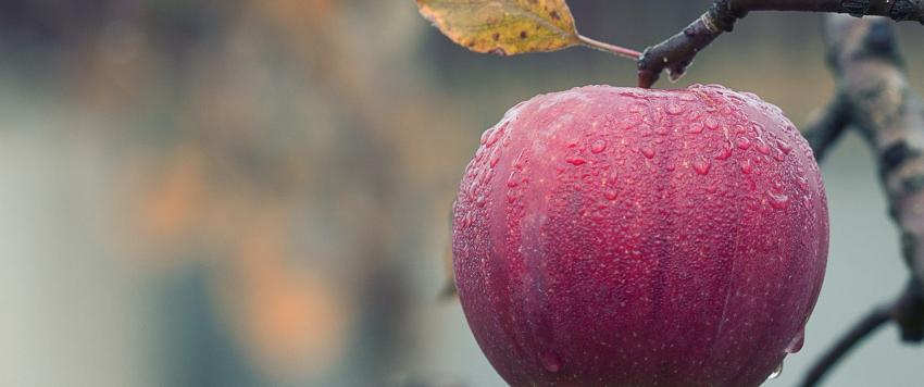 طريقة تحضير كوكتيل التفاح والكرز مع أعواد القرفة