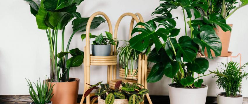 احتفظِ بهذه النباتات في منزلكِ لجذب الثروة والحظ السعيد