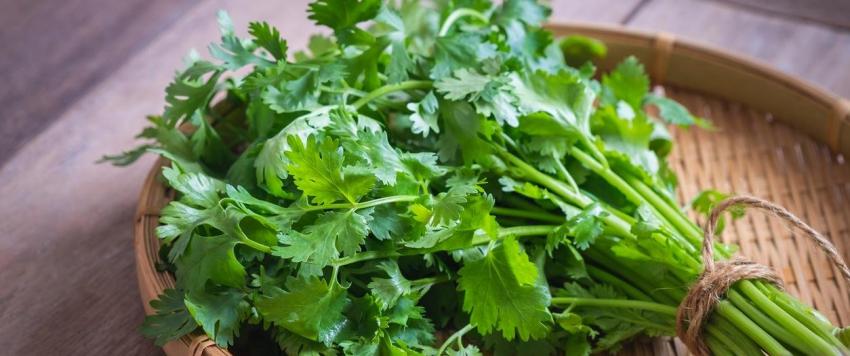 7 فوائد صحية مذهلة للكزبرة..تعرفي عليها