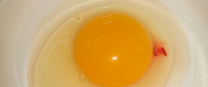 هل البيض الذي يوجد فيه بقع دم آمن للإستهلاك؟