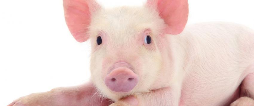 وباء جديد في انتظار العالم.. مصدره الصين!