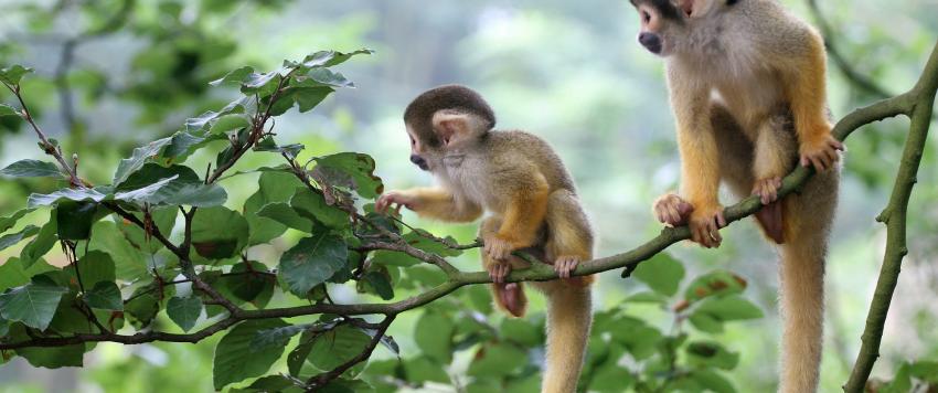 دراسة تكشف تبني إناث القردة أيتام المجموعات الأخرى