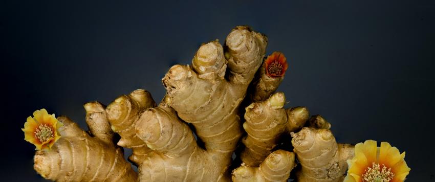  خليط الثوم والزنجبيل