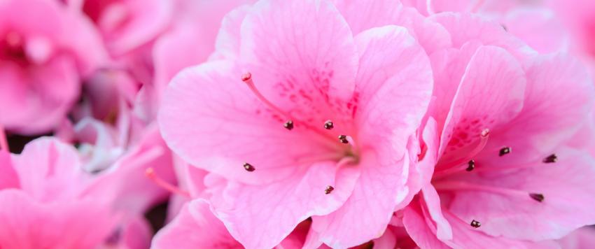 دعاء اليوم الثامن عشر من رمضان 