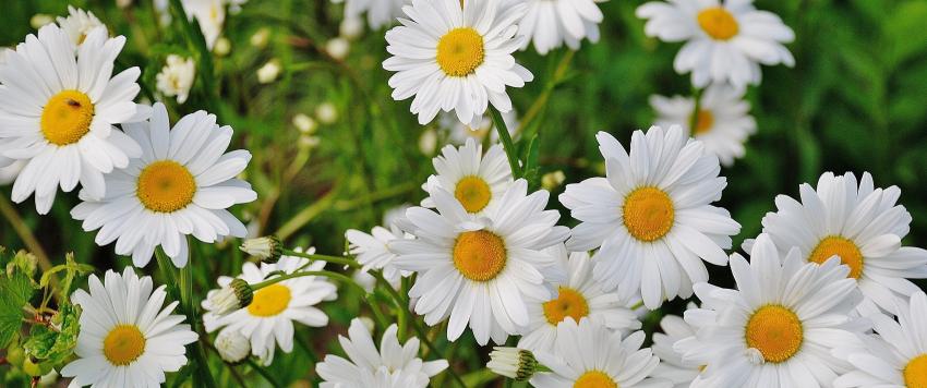 دعاء اليوم الثالث و العشرين