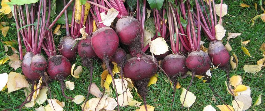 الشمندر للحامل