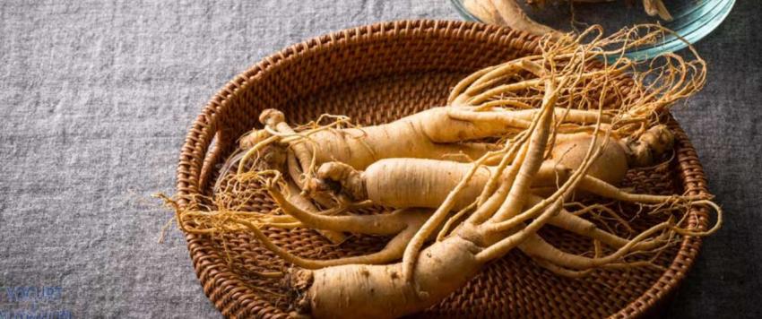 7 من فوائد الجنسنغ الصحية المثبتة علميًا