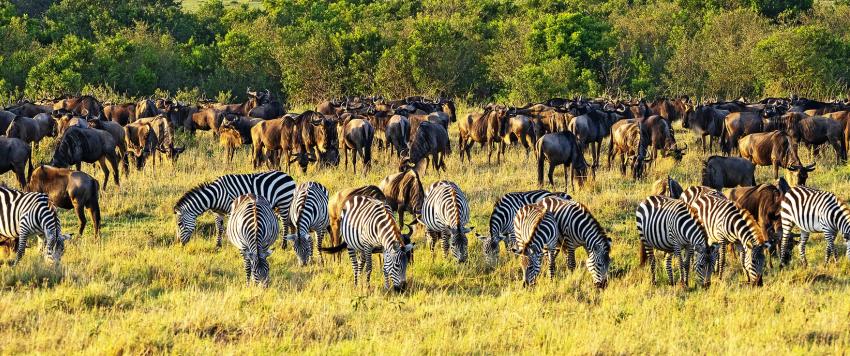  معلومات عن كينيا