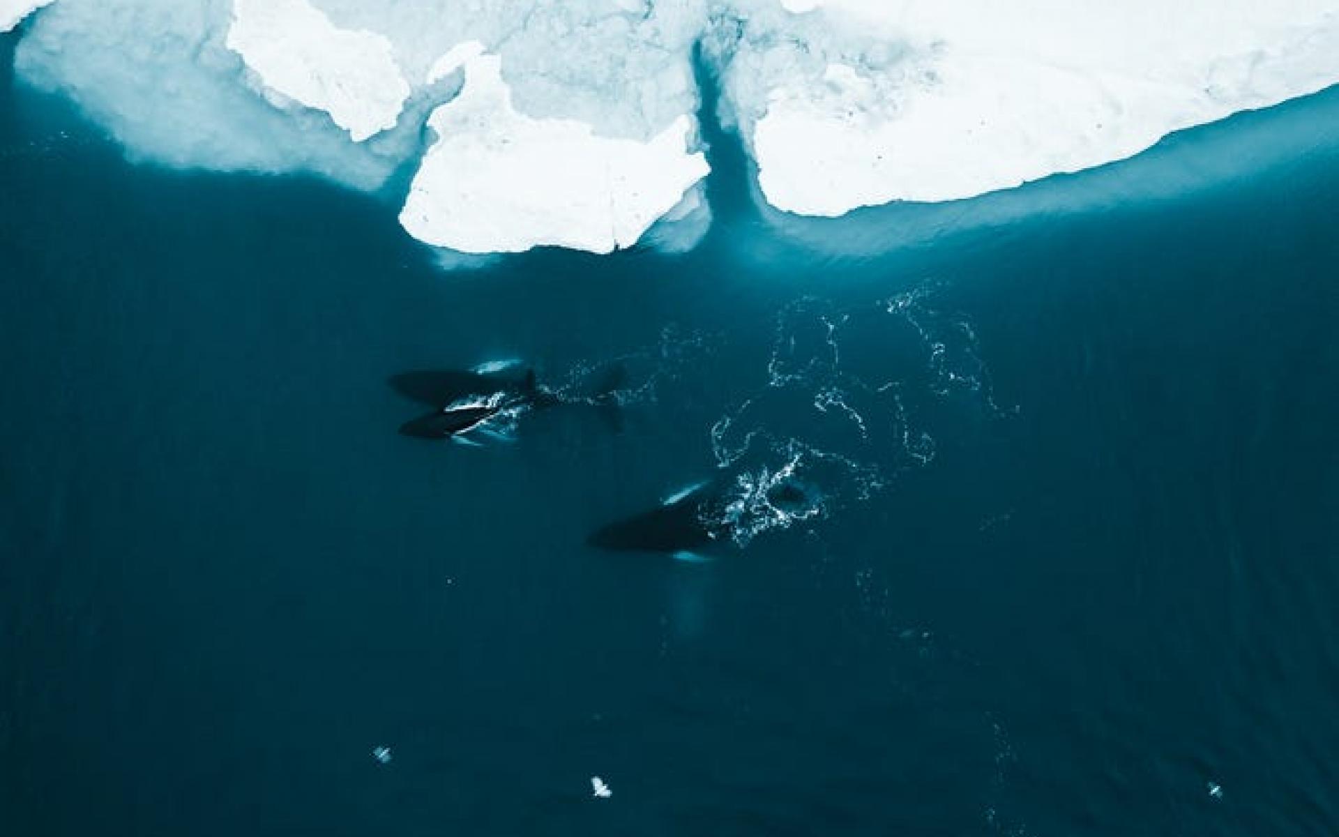 حوت في غرينلاند