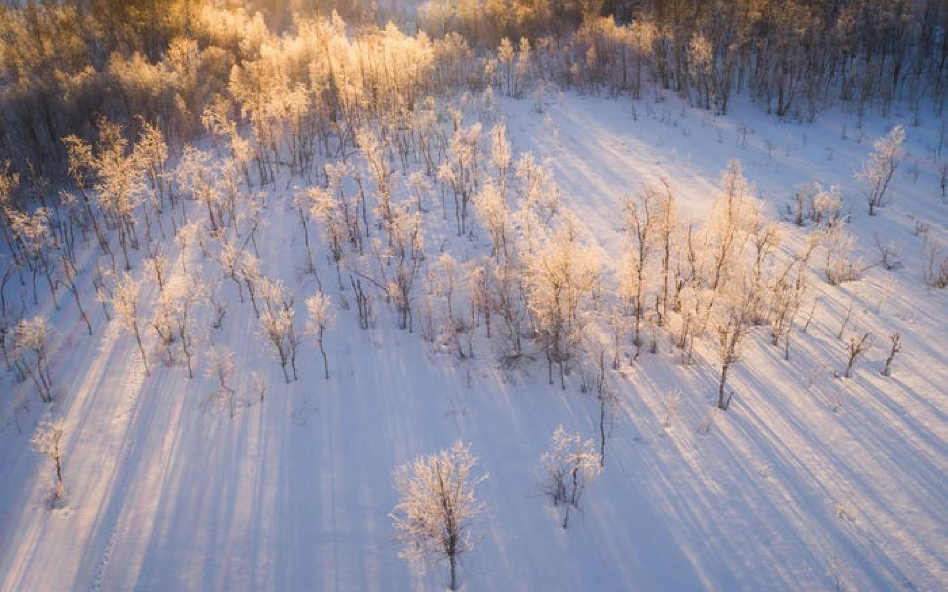 لقطة جوية للأشجار في النرويج