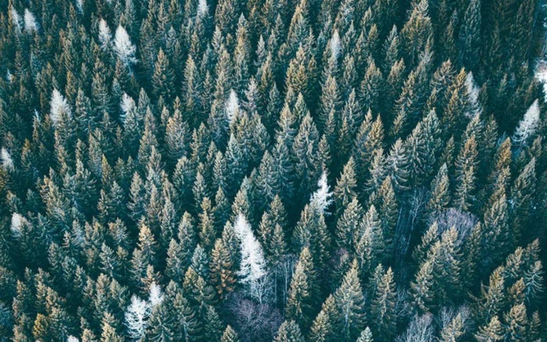 غابة في Steiermark ، النمسا