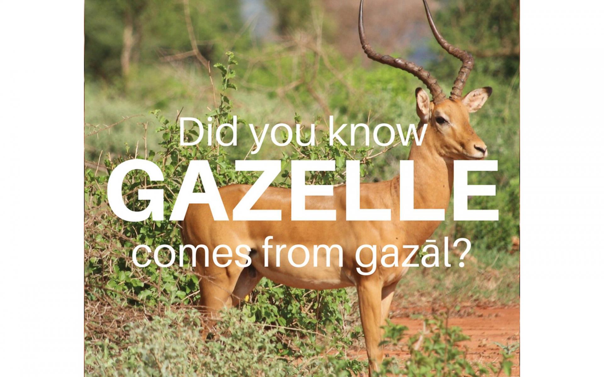 Gazelle - غزال